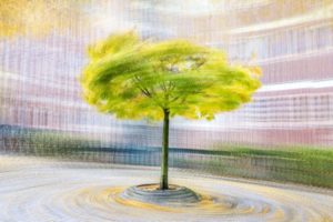 « L'arbre, comme l'homme, s'affine en société » - Henry Bordeaux - Olivier Mühlhoff