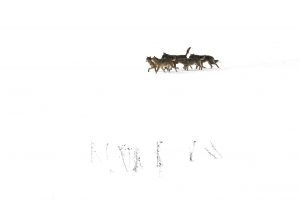 Le boss - © Fabien Bruggmann