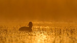 Petit matin brumeux sur un étang de la Dombes. - Isabelle et Amar Guillen