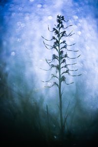 Tortillons - Carole Reboul