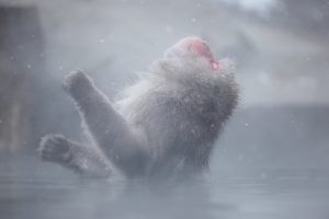 Onsen - Alexandre Bonnefoy