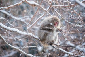 Les singes les plus au nord du monde - Alexandre Bonnefoy