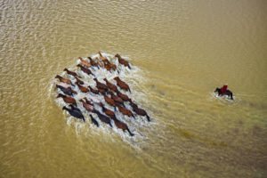 Dorje traverse avec ses chevaux le grand fleuve d’Orkhon afin de les ramener vers son campement de yourte. - Tuul et Bruno Morandi