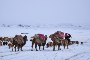 Transhumance d'hiver. Le long troupeau, suivi par la caravane de chameaux, s’étire vers l’horizon invisible et ses promesses de nourriture. - Tuul et Bruno Morandi