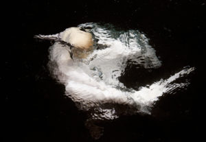 Underwater Gannet - Copyright Markus Varesvuo