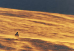 Ptarmigan in arctic sunset - Copyright Markus Varesvuo