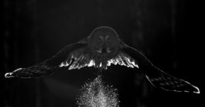 Great Grey Owl in black and white - Copyright Markus Varesvuo