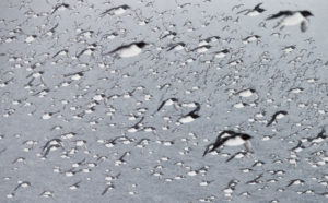 Guillemots fill the air - Copyright Markus Varesvuo
