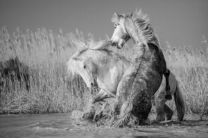 Chevaux de Camargue - Patrice Aguilar