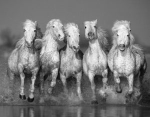 Chevaux de Camargue - Patrice Aguilar