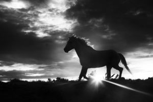 Cheval de Camargue - Patrice Aguilar