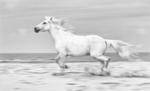 Cheval de Camargue - Patrice Aguilar