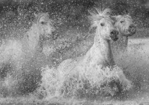 Chevaux de Camargue - Patrice Aguilar