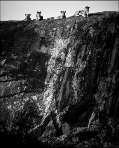 Lionnes sur un rocher, Tanzania 2015 - @ www.laurentbaheux.com