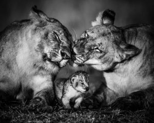 The small one, Kenya 2013 - @ www.laurentbaheux.com