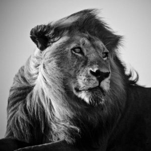 Lion in the wind I, Tanzania 2007 - @ www.laurentbaheux.com