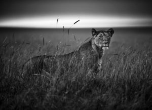 Lioness in the grass, Kenya 2014 - @ www.laurentbaheux.com