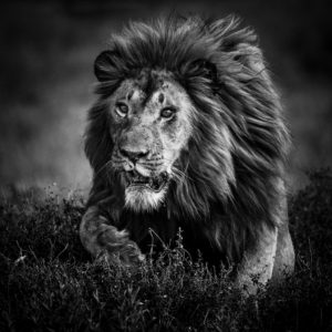 Hunting lion, Tanzania 2015 - @ www.laurentbaheux.com