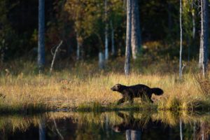 Reflet - Bernard Claessens
