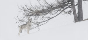 Loup arrêté, la tête haute - Jean-Michel Bertrand