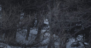 Loup dans les bois, la nuit - Jean-Michel Bertrand
