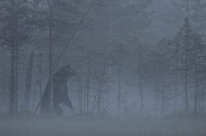 Ours - Vincent Munier