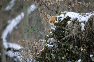 Renard - Vincent Munier