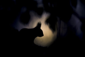 Shadow - Michel d'Oultremont