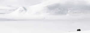 Musk ox in the field - Michel d'Oultremont