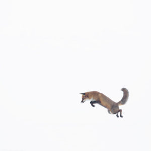 Jump - Michel d'Oultremont