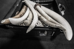 Ivory Suitcase -