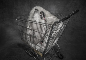 Polar Shopping Trolley -