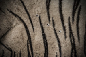Three Bullets -