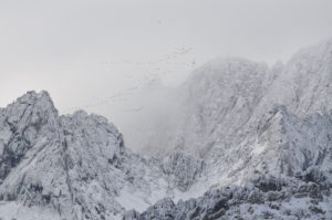 vol de grues après la tempête - Laurent Nédélec