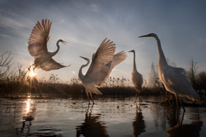 Changing Fortunes of the Great Egret - 1 - Zsolt Kudich & Réka Zsirmon