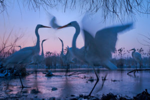 Changing Fortunes of the Great Egret - 2 - Zsolt Kudich & Réka Zsirmon