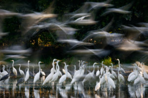Changing Fortunes of the Great Egret - 3 - Zsolt Kudich & Réka Zsirmon