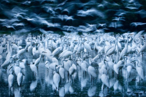 Changing Fortunes of the Great Egret - 4 - Zsolt Kudich & Réka Zsirmon