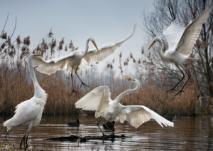 Changing Fortunes of the Great Egret - 5 - Zsolt Kudich & Réka Zsirmon