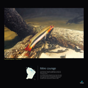 Mère courage - Frédéric Melki / Biotope