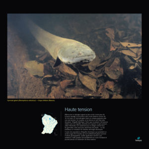 Haute tension - Frédéric Melki / Biotope