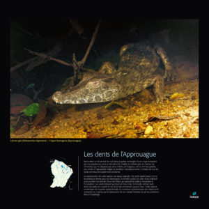 Les dents de l'Approuague - Frédéric Melki / Biotope