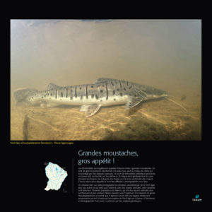 Grandes moustaches, gros appétit - Frédéric Melki / Biotope