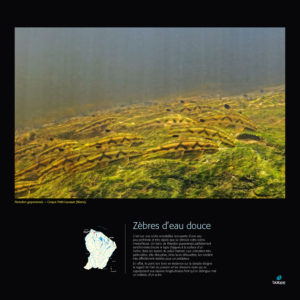 Zèbres d'eau douce - Frédéric Melki / Biotope