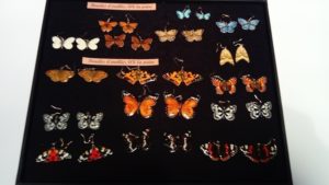 La boîte à papillons (boucles d'oreille) - Sans droit d'auteur