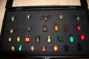 La boîte à insectes (broches) - Sans droit d'auteur