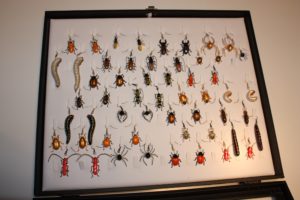 La boîte à insectes (boucles d'oreilles) - Sans droit d'auteur