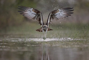 Balbuzard pêcheur (Pandion haliaetus) - Basses Vallées Angevines - Louis Marie PREAU