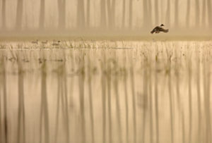 Canard pilet (Anas acuta) - Basses Vallées Angevines - Louis Marie PREAU
