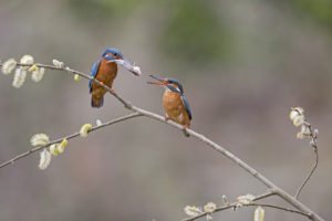 Martin pêcheur (Alcedo atthis) - Basses Vallées Angevines - Louis Marie PREAU